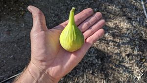 Agritourism, Homestead, Vineyard, Aquaponics / bioponics farm, Nursery, Orchard