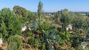 Regenerative agroforestry farm following syntropic principles