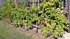 der Wein