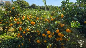 <JJ128> 유기농 귤 과수원 / Meadow Orchard