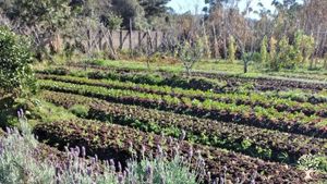 Hortifruti, agroindústria, cervejaria, turismo rural,  zona rural de Porto Alegre