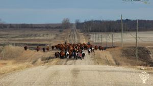 Hosting For Sept, Oct & Nov. Family Farm. Cattle + hens + pigs
