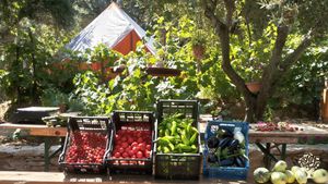 Arteis farm Ikaria