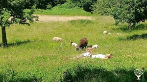 Ferme collective en installation : animaux, maraîchage, vergers, pain au feu de bois
