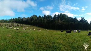 Granja ubicada en una isla en Chiloe llamada Coldita
