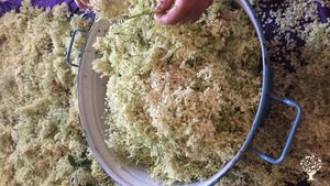 Anbau von Holunder und Rosen, Verarbeitung zu Kulinarischem, Direktvermarktung