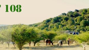 The 108, horses, house and forest