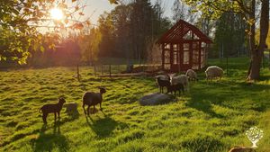 Sheep and greenhouse