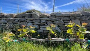 A young vineyard in Tinos’ unique rocky landscape practicing organic & biodynamic principles