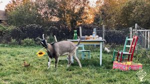 Picnic with Laura-Loup, she loves flowers...