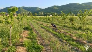 Agroforestazione rigenerativa su 1ettaro