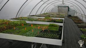 Kräutergärtnerei mit Schaugarten