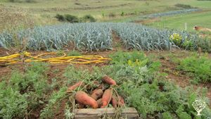 Maraîchage, produits transformés, pépinière fruitière dans le Parc National des Cévennes