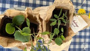 Kadın Emeği Tarım