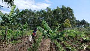 Our syntropic vegetable garden, during the dry season. We have different crops on rotation