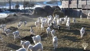 Sheep Farm, Pasture, Hay Crop, Poultry, Apple Orchard, Sugar Maple, Native Forest, Rescue animals