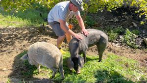 Bioland-Milchviehbetrieb mit Forstwirtschaft und Ferienwohnungen