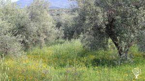 Natural farming estate in Euboea, Greece, making Natural  Amber Wine and Unfiltered EV Olive Oil