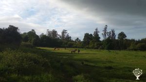 Somos un espacio en recuperación constructiva humana animal y vegetal.