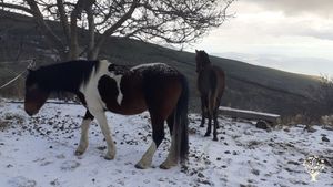 Organic mountain farm