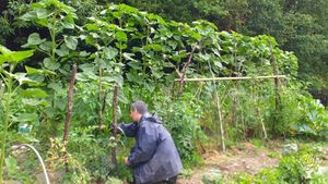Petite ferme diversifiée, en marche vers l'autonomie, activités artistiques et botaniques.