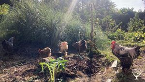 Symbiotic homestead with permaculture garden at the edge of a forest.