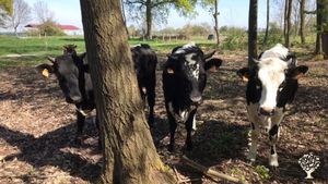 Des génisses en agroforesterie