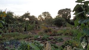 Family home and garden - rural