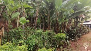 Farm of vegetables, bananas, goats, sheep, pigs and chicken