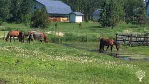 Family home and garden - rural, Hobby Farm, Market Garden, Flower Garden Farm, Horse Ranch, Orchard