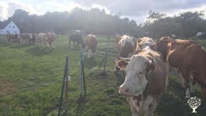 Biobauernhof auf Europas größtem erloschenen Vulkan. Wir sind ein Landwirtschaftlicher Mischbetrieb