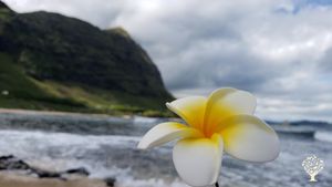 Super-farm located in the center of Oahu