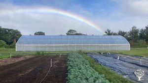 23-acre organically grown working vegetable farm near Hilo, farming to feed the people