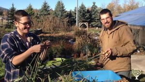 Harvesting and cleaning baby ginger & turmeric.