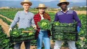 Family farm, Community farm