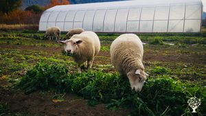 Small scale diverse Farm - Certified Organic