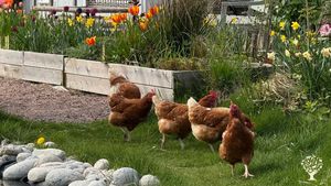 Organic flower farm producing cut flowers, edible flowers and some vegetables.