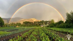 Certified Organic Regenerative Vegetable Farm
