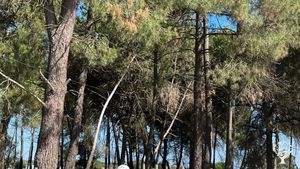 Quinta Agro-florestal Em Pinhal Novo