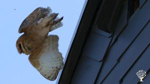 Intentional Community, Eco Lodge/Wilderness Adventures, Livestock Farm, Woodlot, Community farm