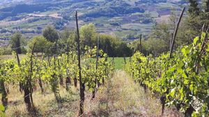 Vigneto, Fattoria di famiglia