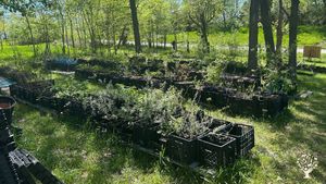 A perennial edible and native plant nursery and off-grid homestead in Northeast Missouri