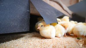 <GG120>행복한 닭이 행복한 세상을 만드는 공동체/ A community where happy chickens create a happy world.