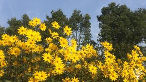 Grower of speciality edible flowers, herbs and greens