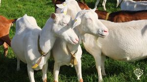 Agritourism Destination, Farm, Family farm