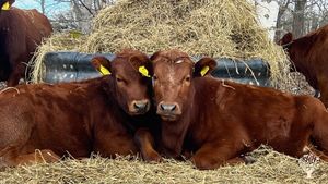 Småskalig gård med djur och lite växtodling. Regenerativ inriktning.