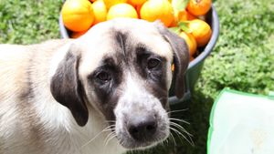 Communal Living Group, Smallholding, Family farm