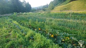 Permacultural Crop Production