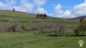 Elevage vaches allaitantes de montagne