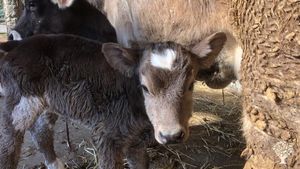 Fattoria Rigenerativa, allevamento al pascolo, ospitalità rurale